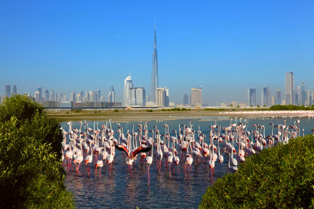 ras al khor ras al khor